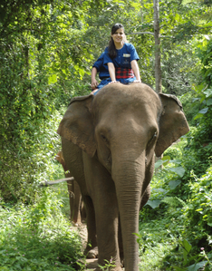chiang rai elephant ride
