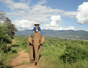 elephant ride at chian rai