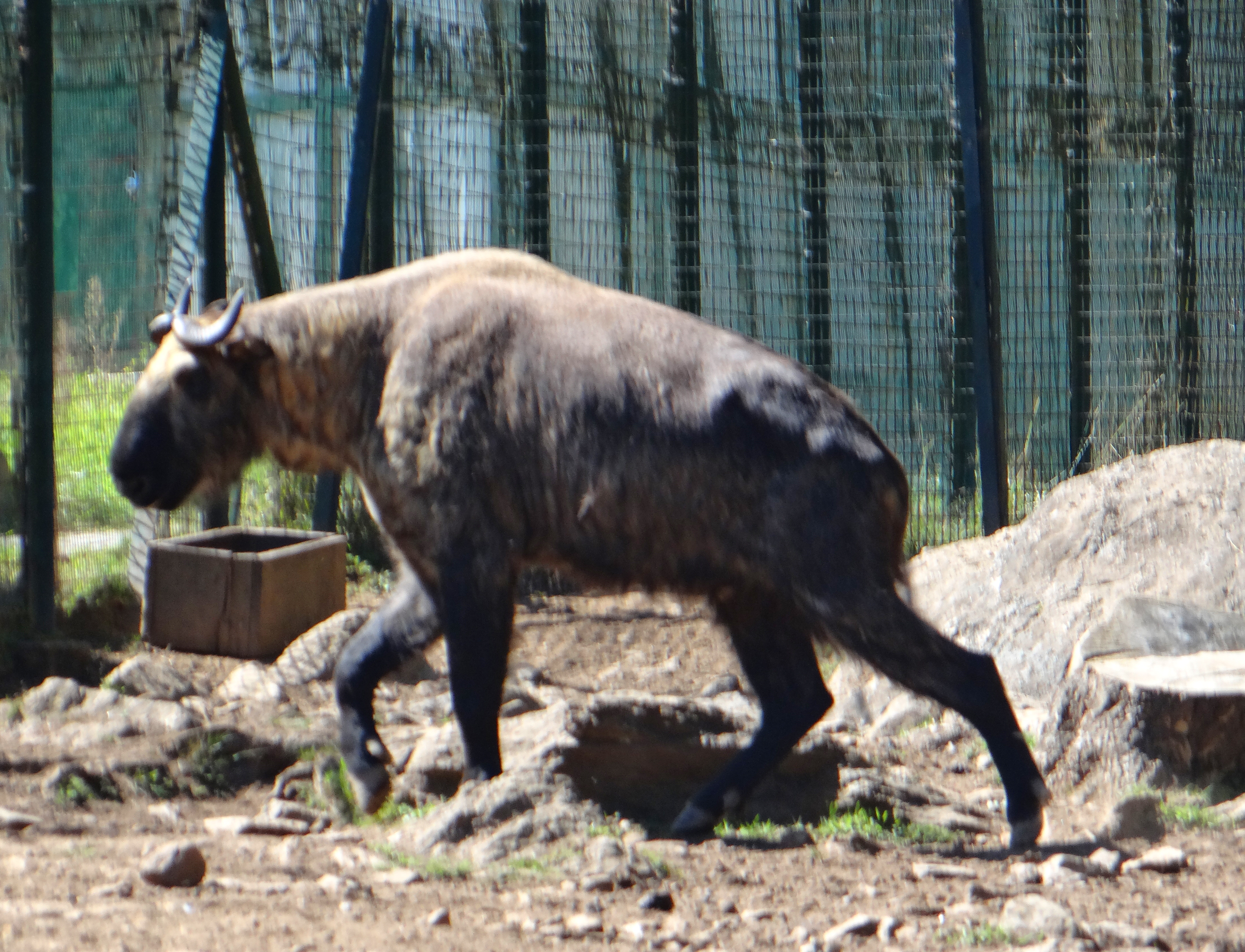 Takin national animal bhutan, taj tashi bhutan trip, Bhutan, Druk Air, gho, Himalayan Kingdom, Kingdom of Bhutan, kira, Last Shangri-la, Taj Tashi, takin