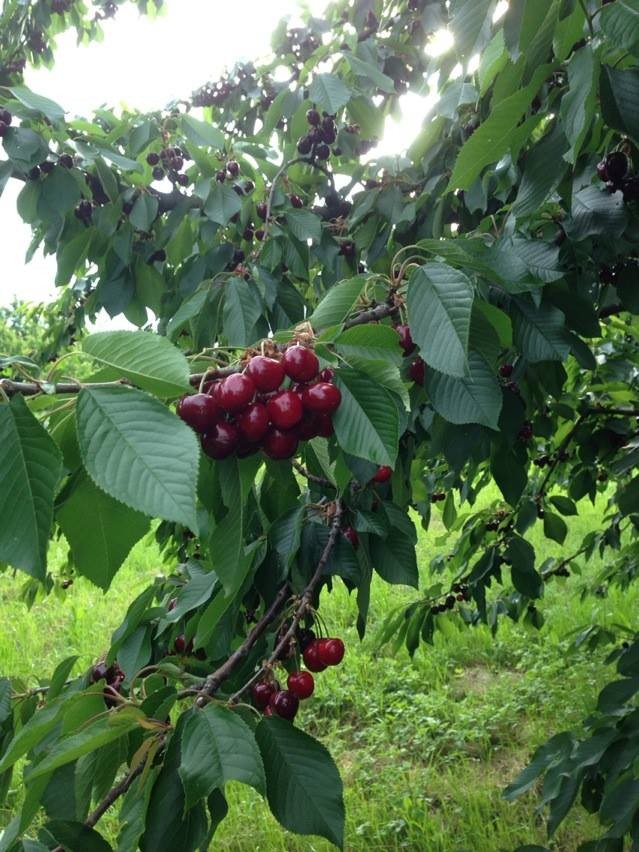 cherry trees gais, Angel kissing spring, cherries, Strawberries, Gais Switzerland