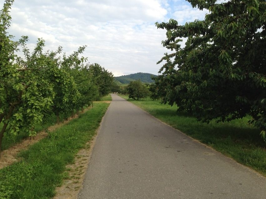 Kaiserstuhl villages, Angel kissing spring, cherries, Strawberries, Gais Switzerland