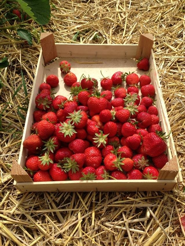 strawberry fields gais, Angel kissing spring, cherries, Strawberries, Gais Switzerland