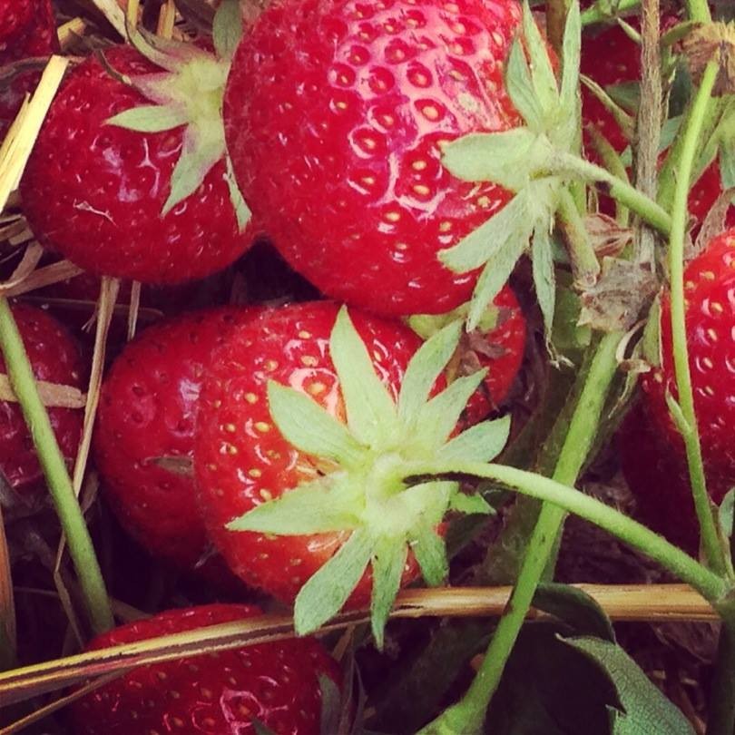 strawberries gais, Angel kissing spring, cherries, Strawberries, Gais Switzerland