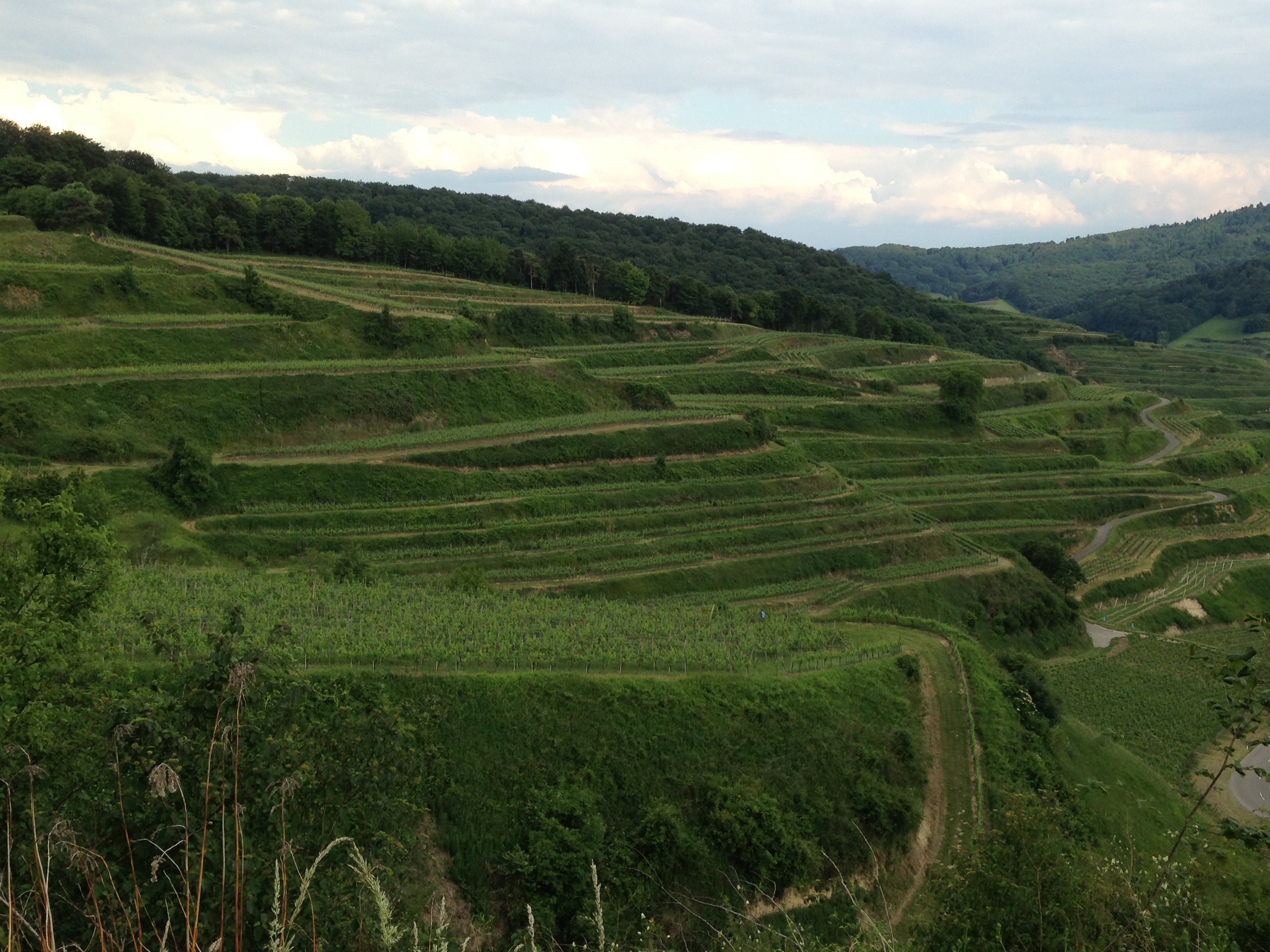 Vosges mountains in France, Angel kissing spring, cherries, Strawberries, Gais Switzerland