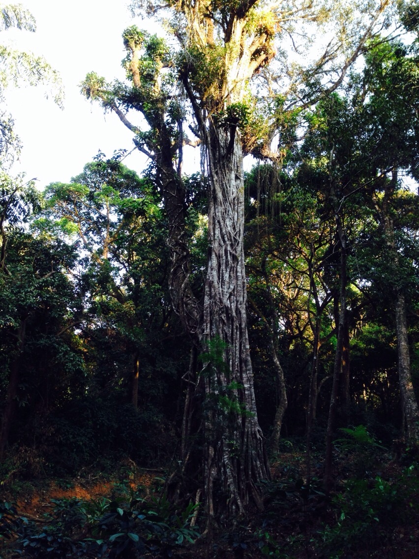 rain forest, coorg, jiva grand spa, madekari, taj madekari, Vivanta Taj, yakhani sorba