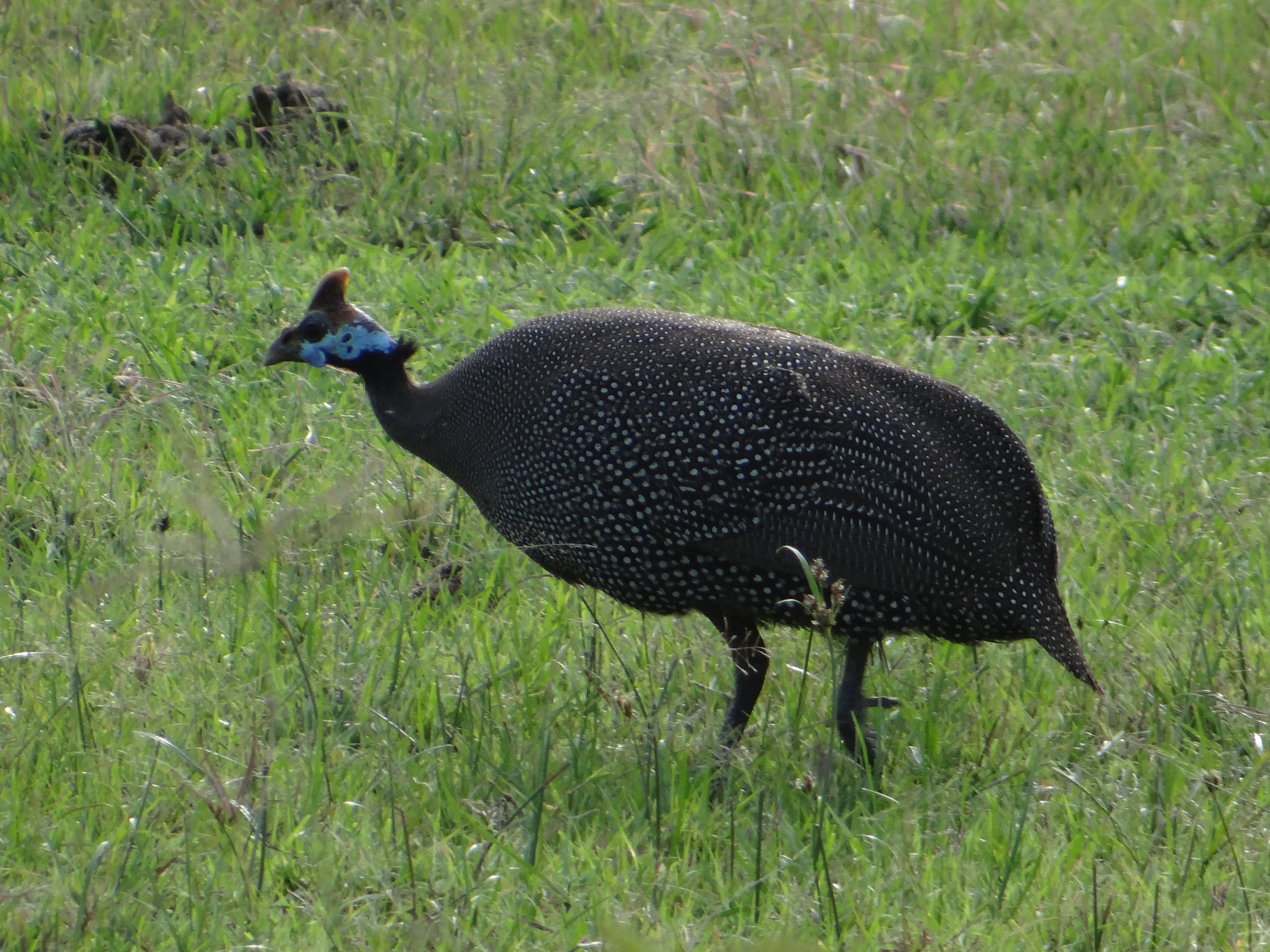 africa, Jambo Africa, Africa Safari, wildlife safari, Lake Elmenteita