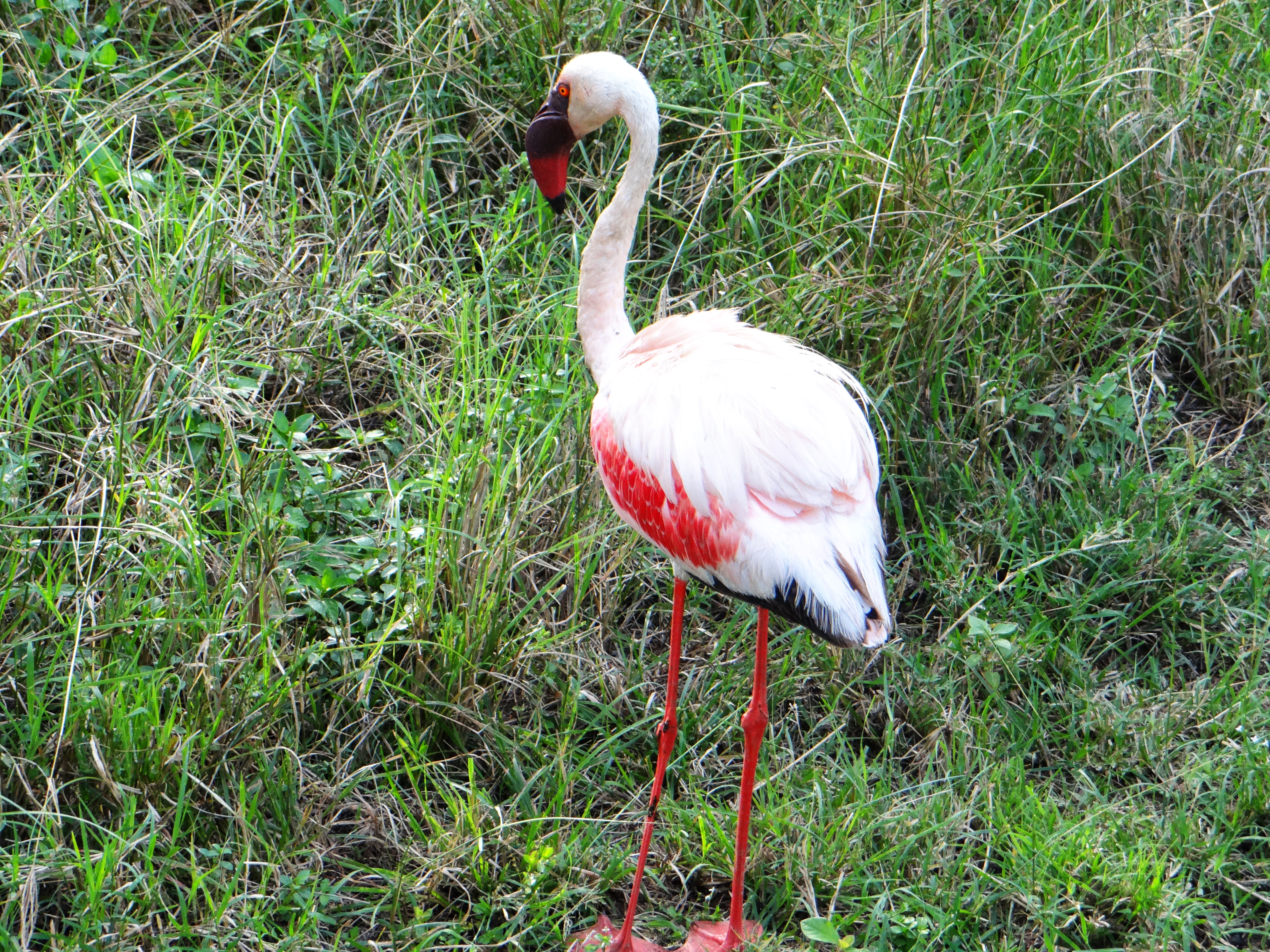 africa, Jambo Africa, Africa Safari, wildlife safari, Lake Elmenteita