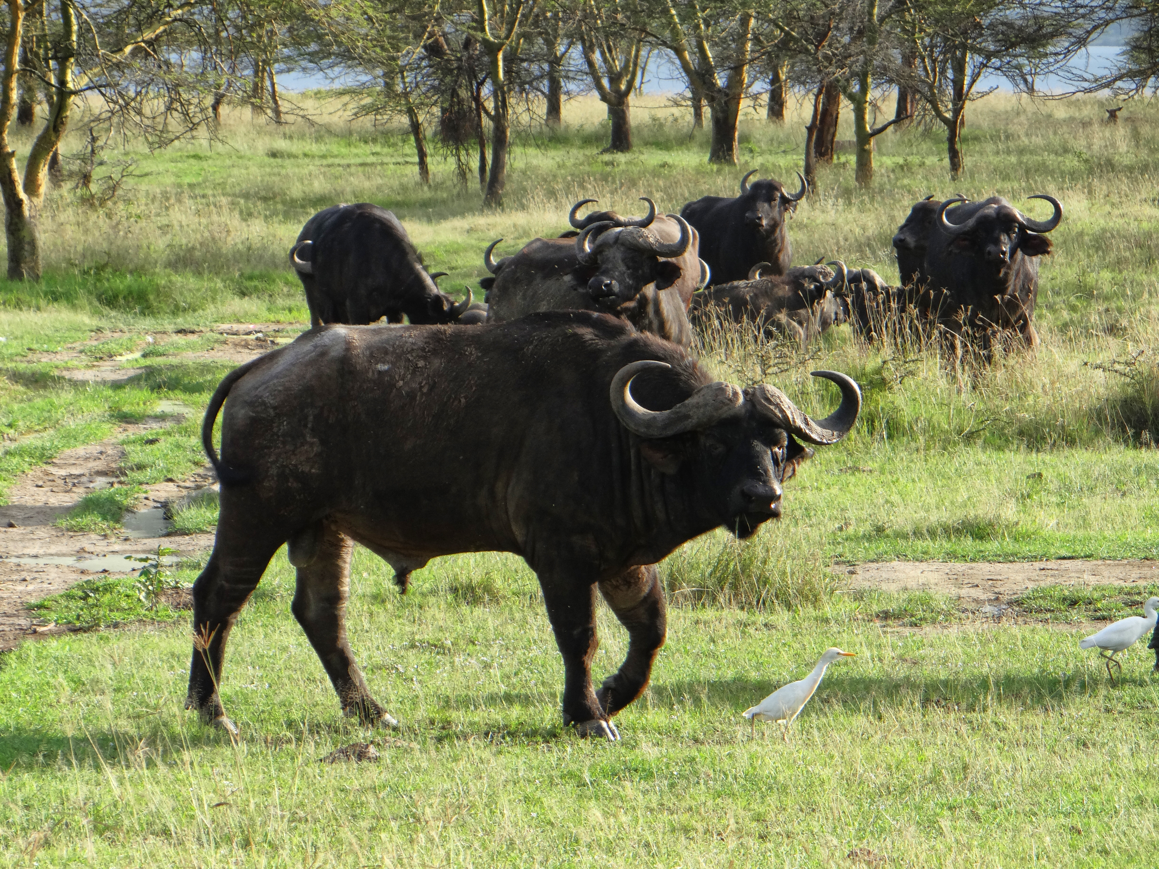 africa, Jambo Africa, Africa Safari, wildlife safari, Lake Elmenteita