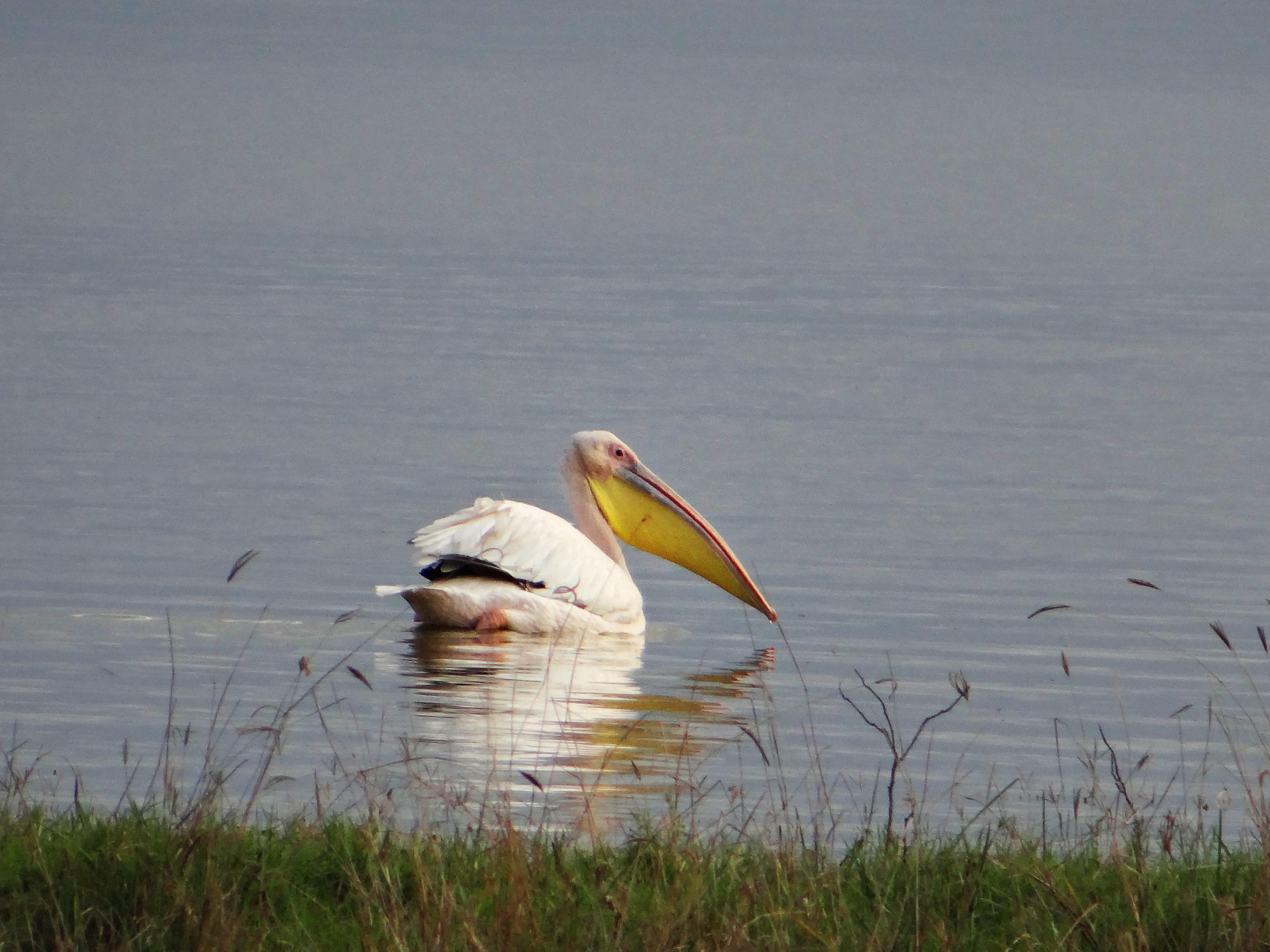 africa, Jambo Africa, Africa Safari, wildlife safari, Lake Elmenteita