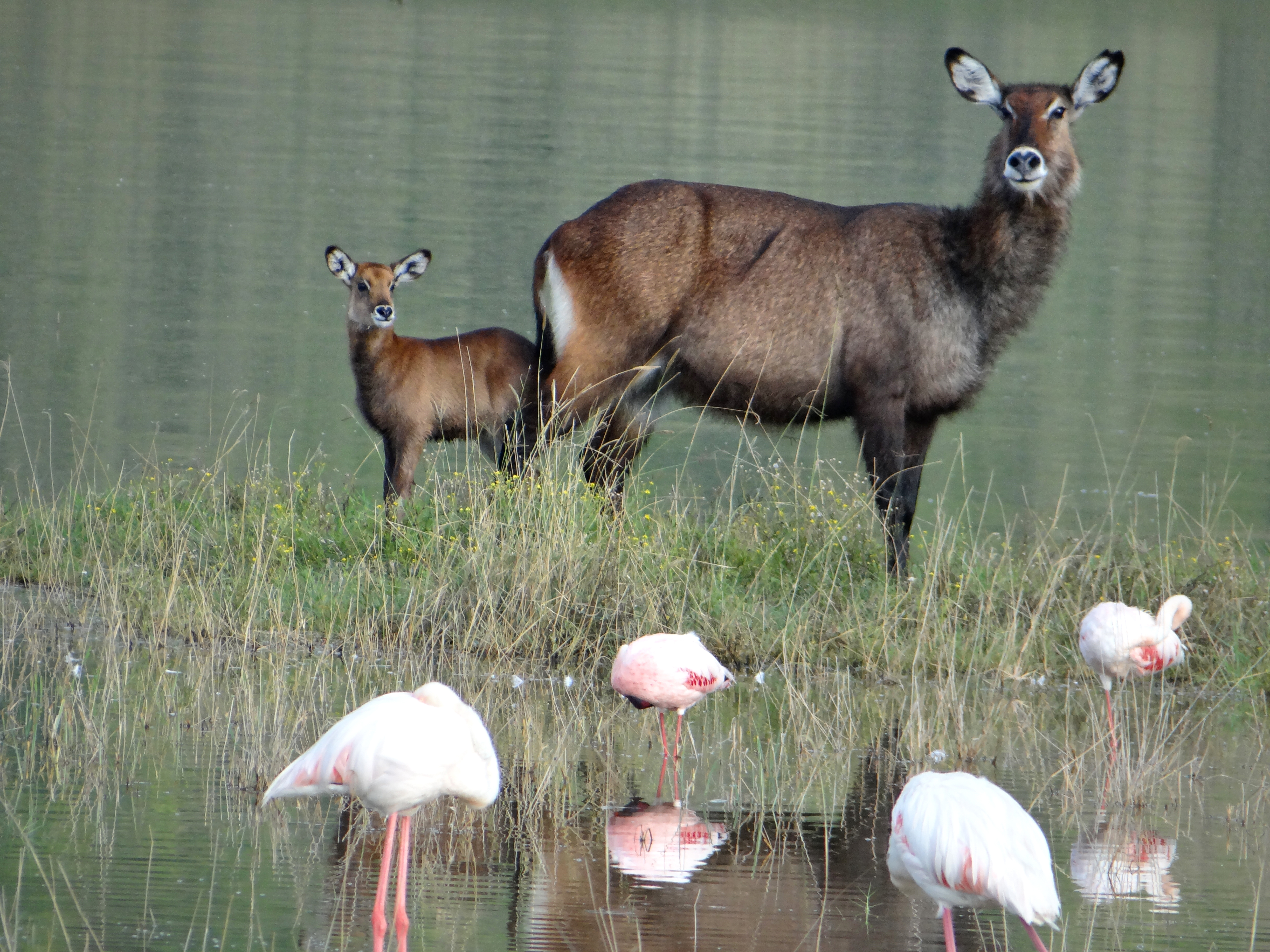 africa, Jambo Africa, Africa Safari, wildlife safari, Lake Elmenteita