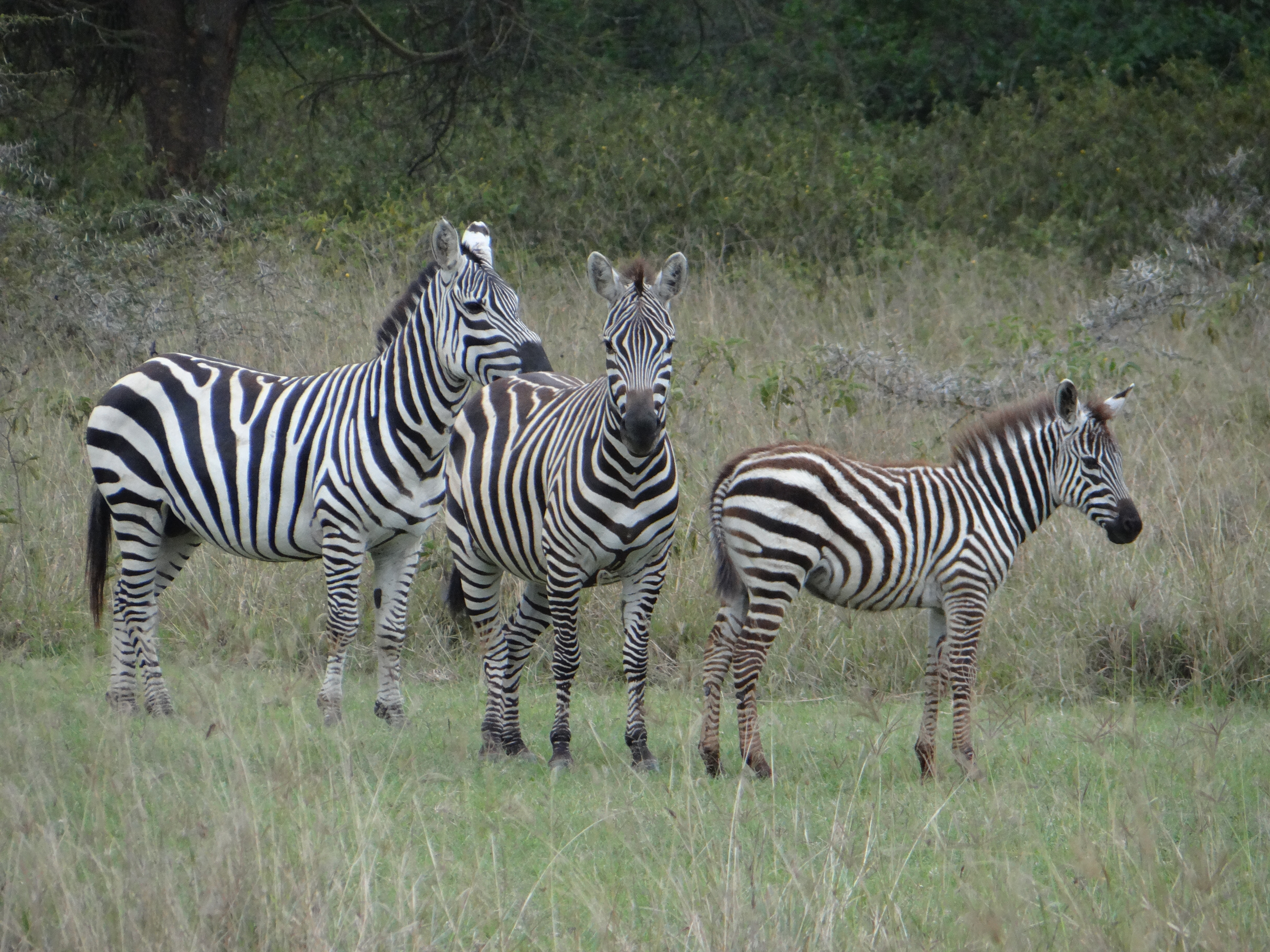 africa, Jambo Africa, Africa Safari, wildlife safari, Lake Elmenteita