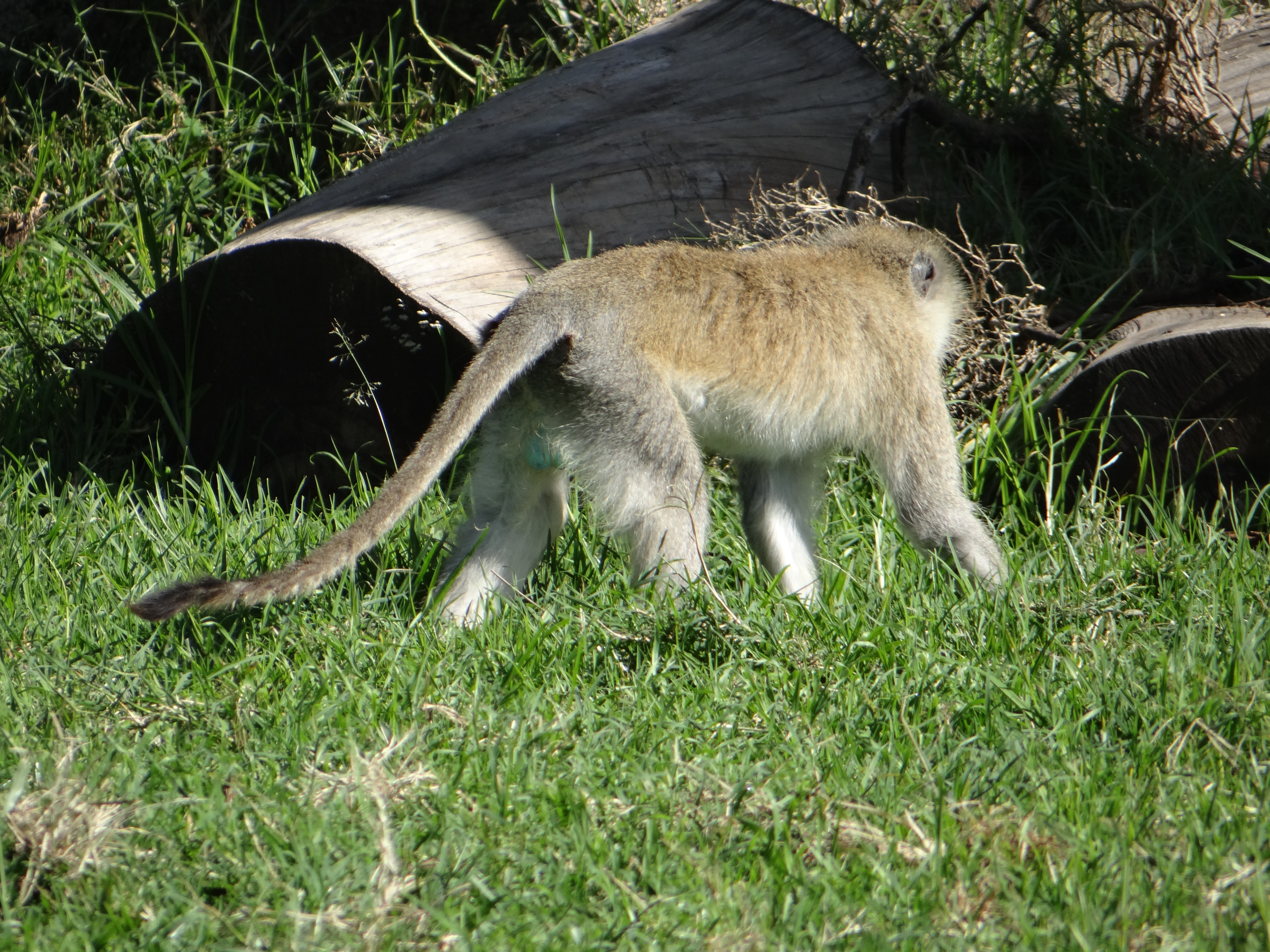 africa, Jambo Africa, Africa Safari, wildlife safari, Lake Elmenteita