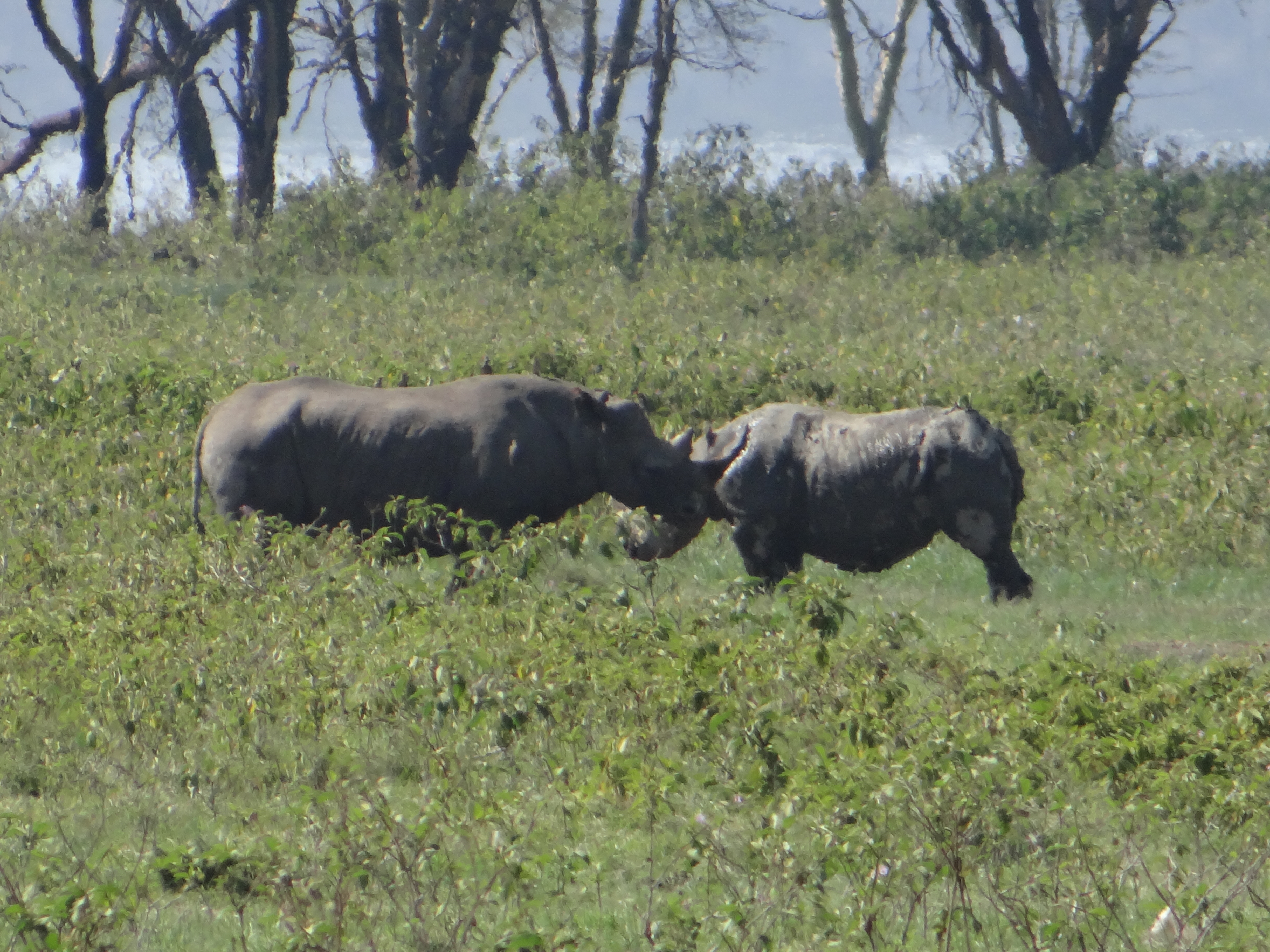 africa, Jambo Africa, Africa Safari, wildlife safari, Lake Elmenteita