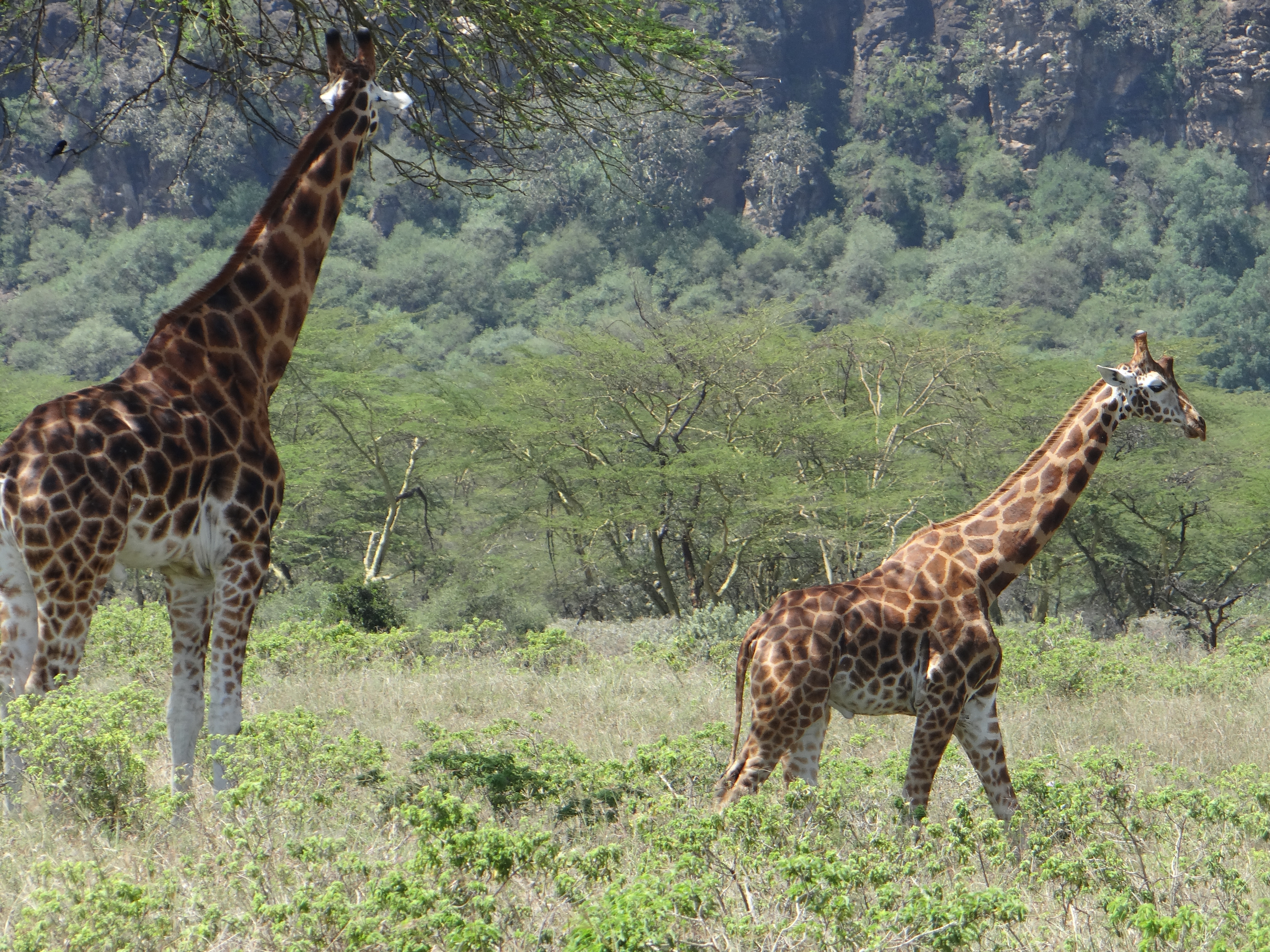 africa, Jambo Africa, Africa Safari, wildlife safari, Lake Elmenteita