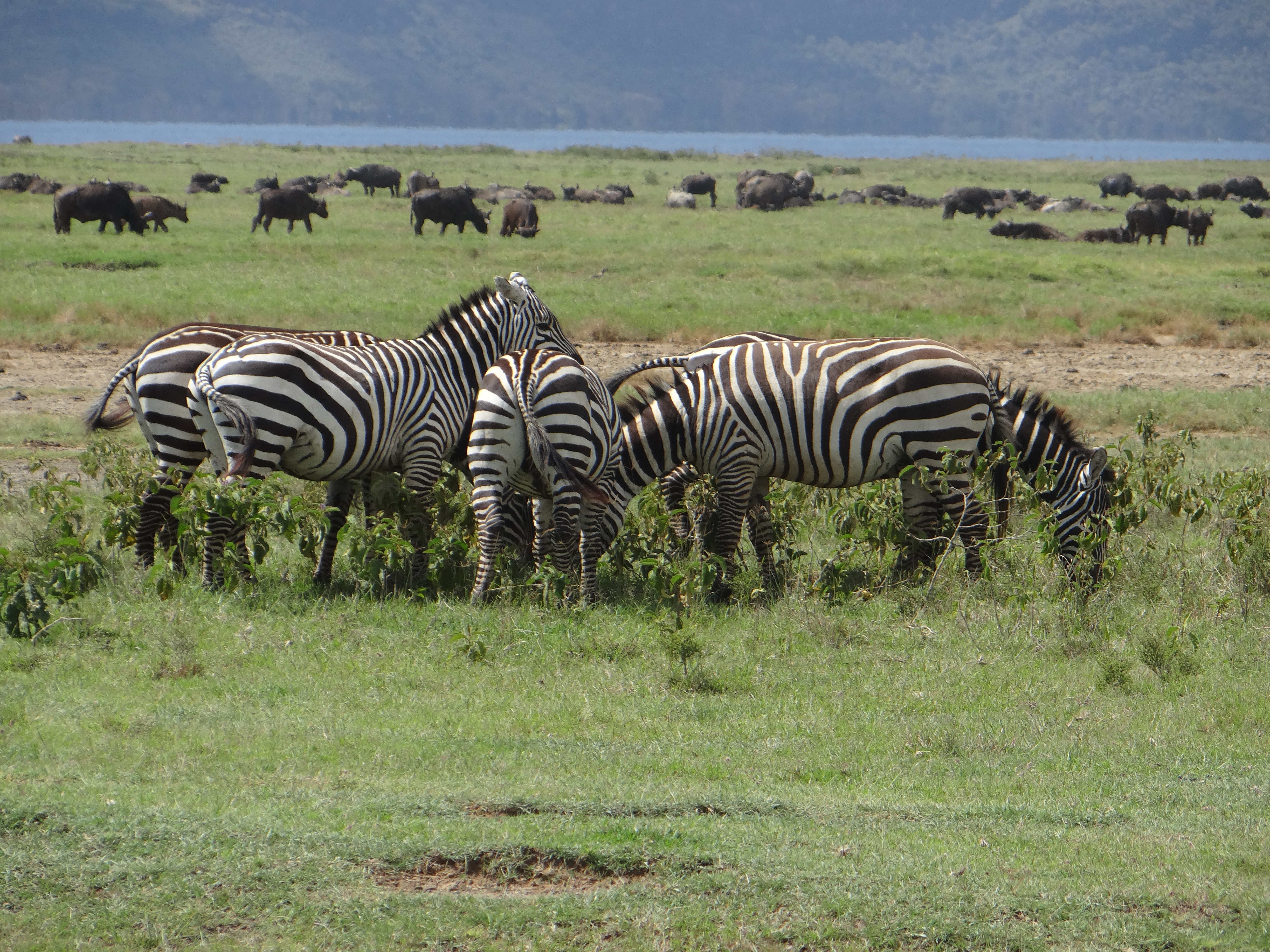 africa, Jambo Africa, Africa Safari, wildlife safari, Lake Elmenteita