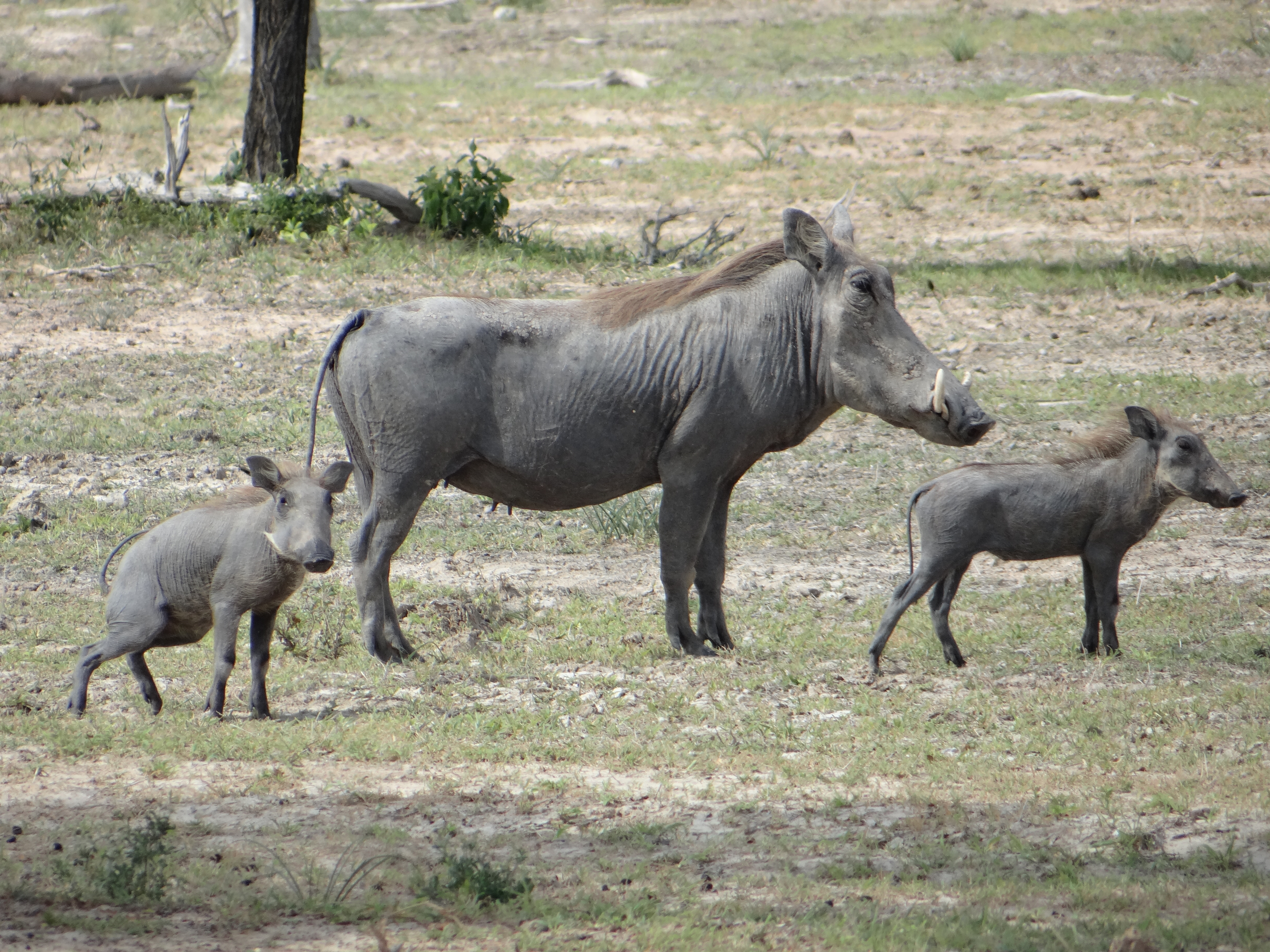 africa, Jambo Africa, Africa Safari, wildlife safari, Lake Elmenteita