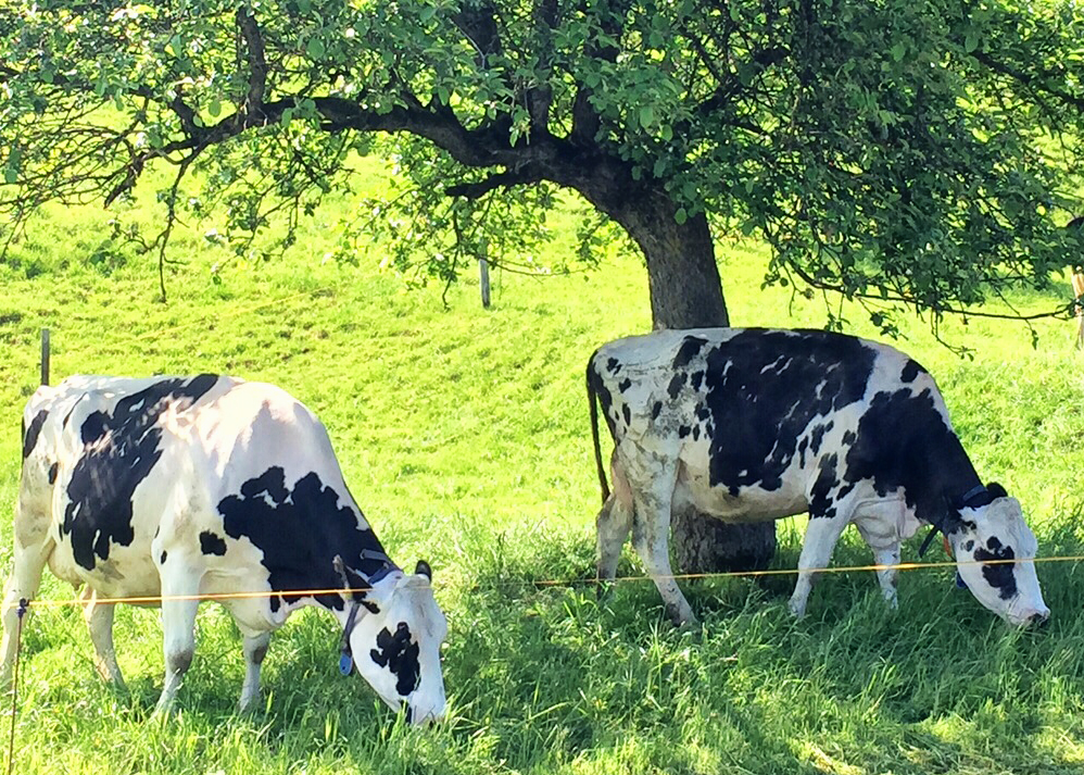 local cow gruyere, gruyere, Saane river, Switzerland 