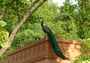 oberoi rajvilas peacock, jaipur, naila fort, Oberoi RajVilas, puppets, rajasthani