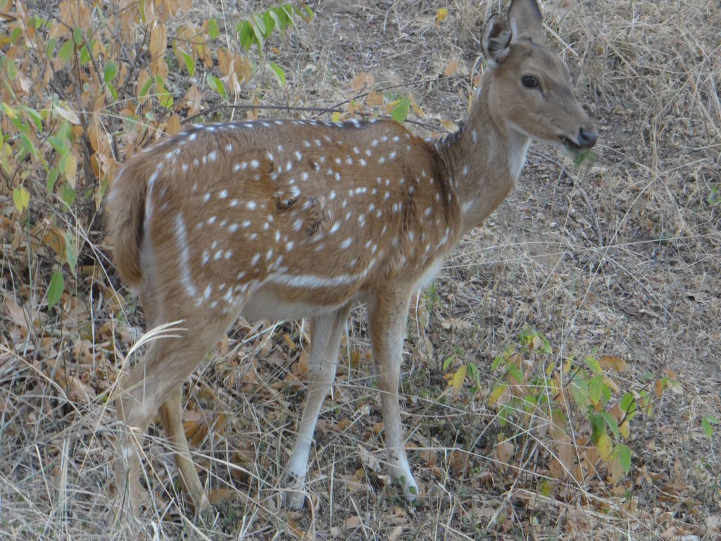 Aman i Khas, Ranthambore National Park, Sawai Madhopur, luxurious camp, 7-star luxury