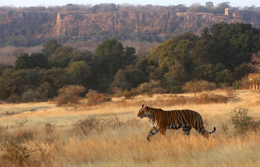 Aman i Khas, Ranthambore National Park, Sawai Madhopur, luxurious camp, 7-star luxury