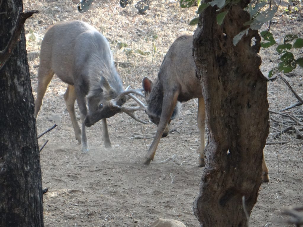 Aman i Khas, Ranthambore National Park, Sawai Madhopur, luxurious camp, 7-star luxury