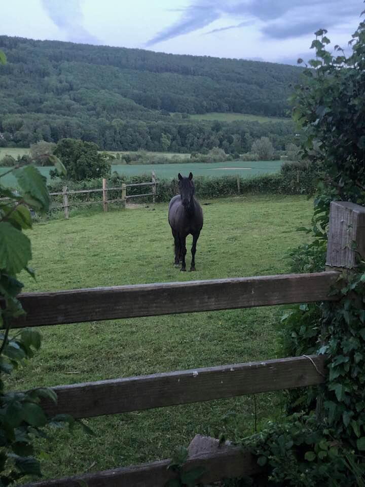 The horse whisperer at Newbridge on Usk